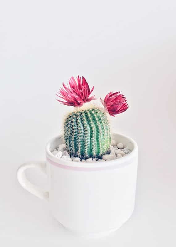 Cactus de noël