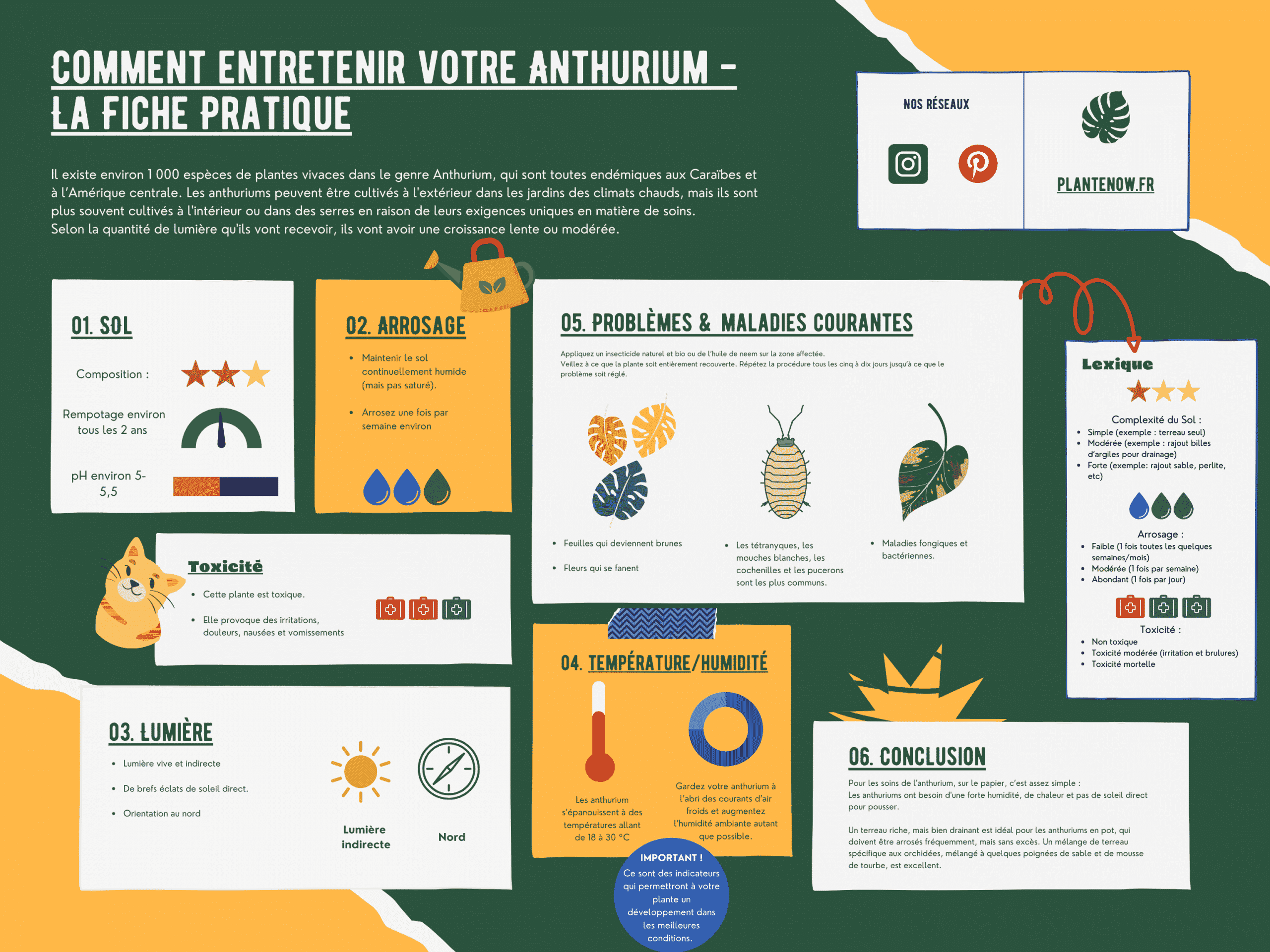 Comment entretenir votre Anthurium - Le guide Complet