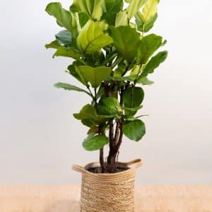 Lyrata Ficus 1
