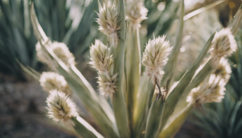découvrez les problèmes courants du yucca guatemalensis et apprenez comment les résoudre pour assurer la santé de votre plante. conseils et solutions pour une culture réussie.