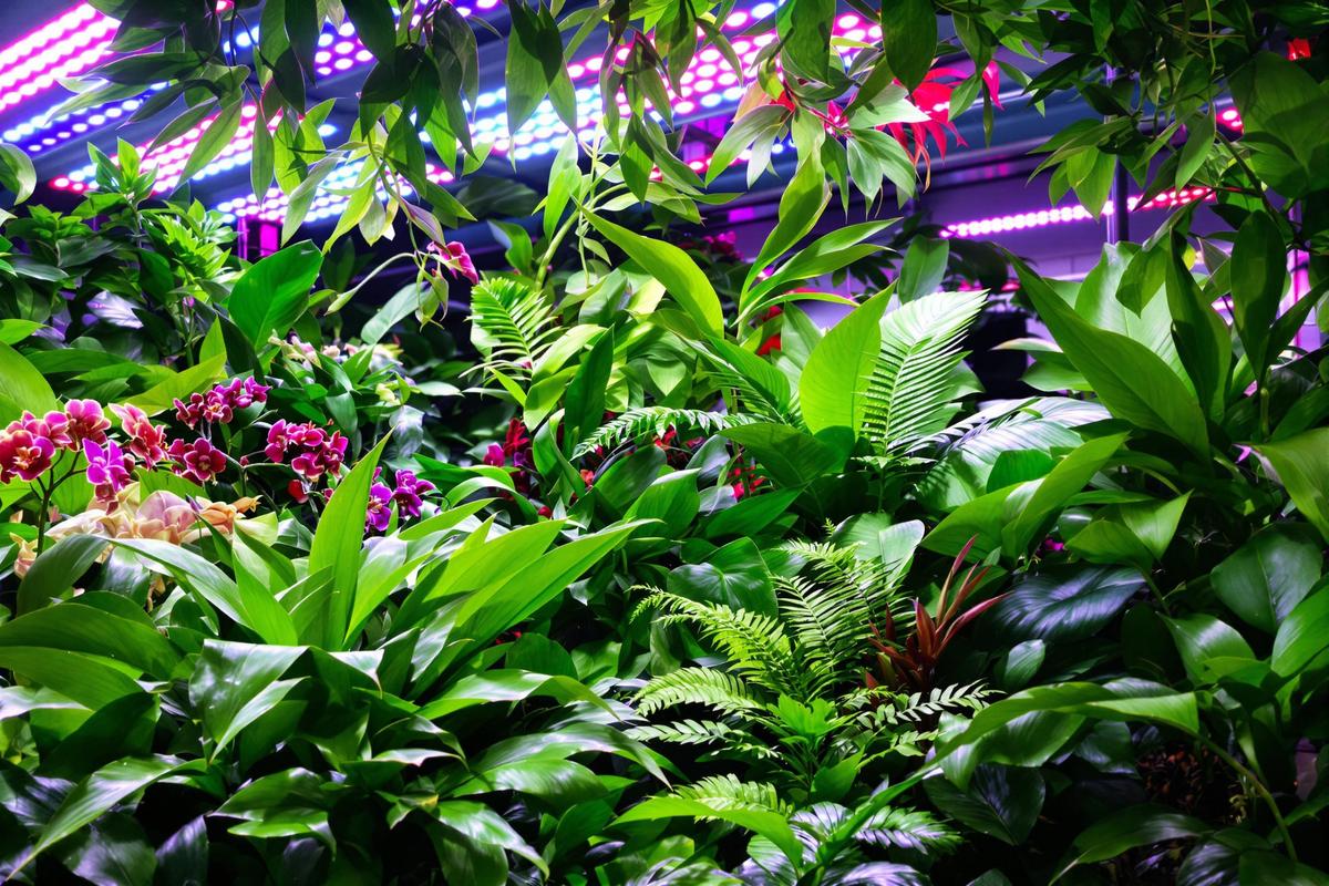 Lampes horticoles LED : croissance optimale pour plantes tropicales.jpg