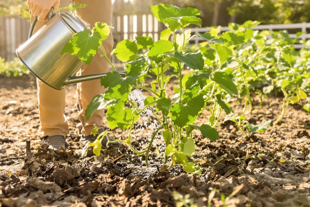 Canicule : combien de fois arroser vos concombres pour qu’ils ne ...