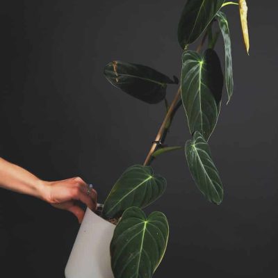 philodendron alimentation