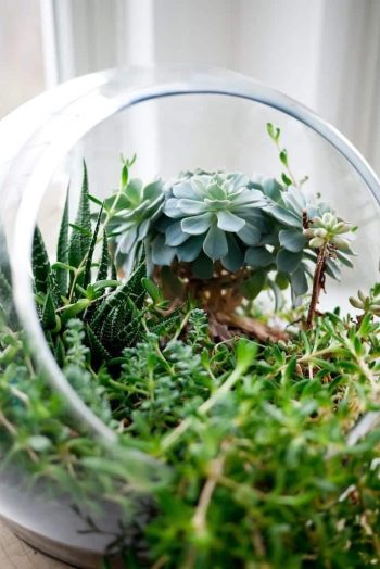 Plantes vertes pour terrarium